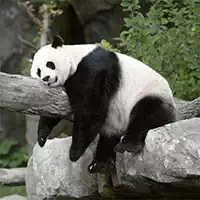 pandas_slide Jocuri